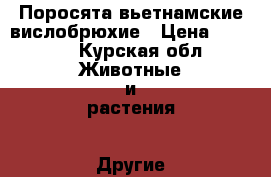 Поросята вьетнамские вислобрюхие › Цена ­ 5 000 - Курская обл. Животные и растения » Другие животные   